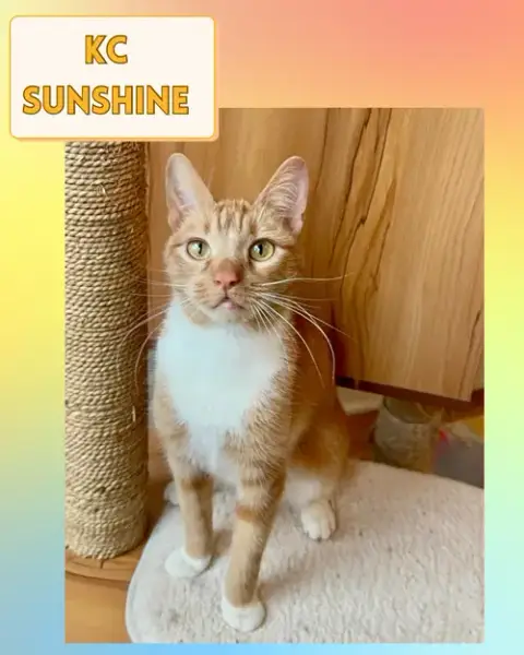 Kc Sunshine