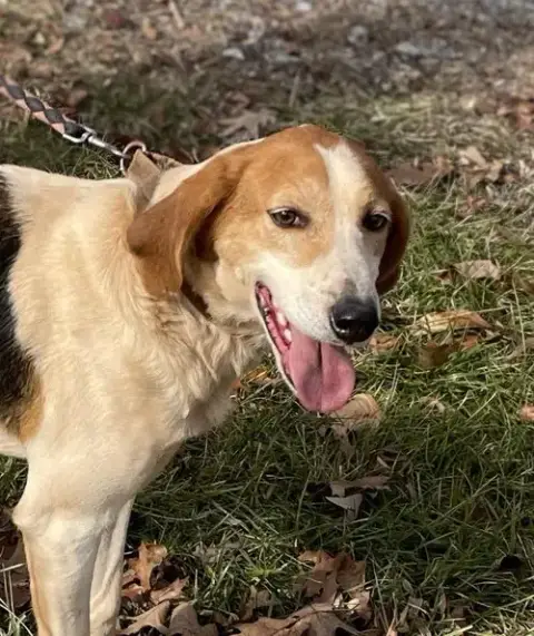 Gregory: Not At The Shelter