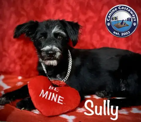 Captain Sully photo 4