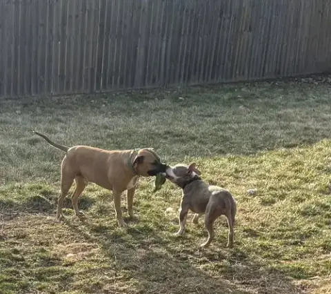Ears Mcgee photo 5
