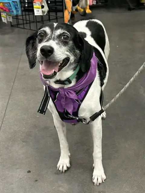 Sadie photo 3
