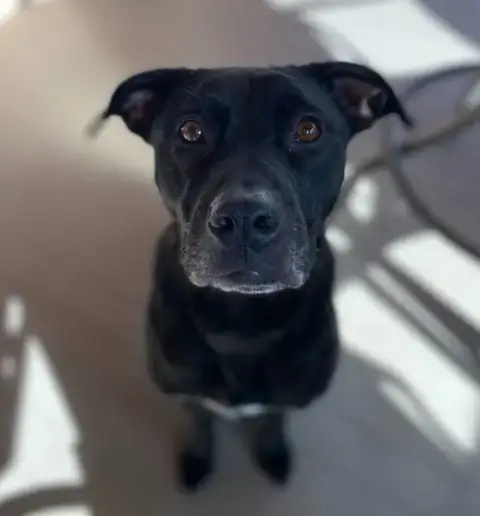 Benny photo 4
