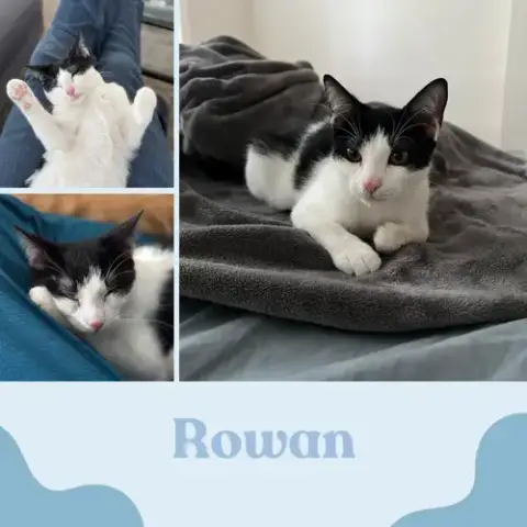Nova And Rowan- Dog Friendly! photo 4