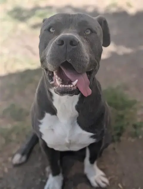 Grayson