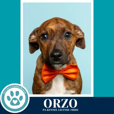 Orzo photo 3