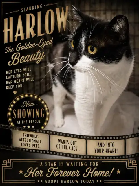 Harlow