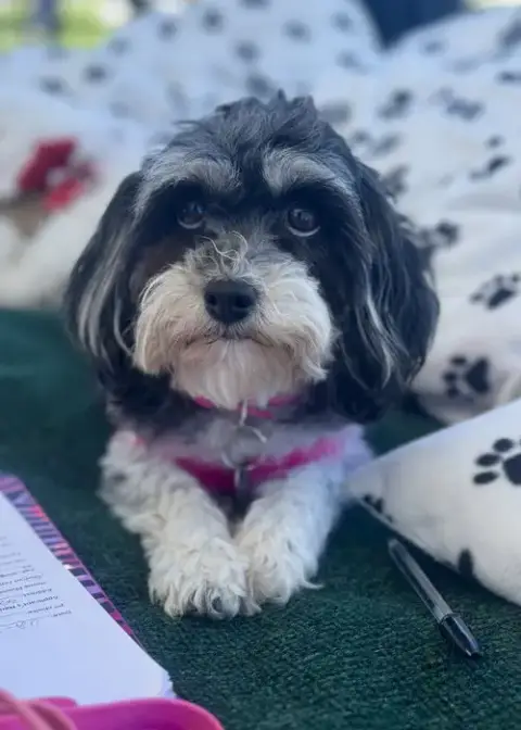 Oreo