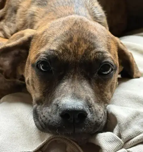 Harper