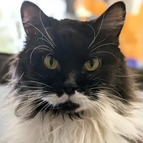 Mika