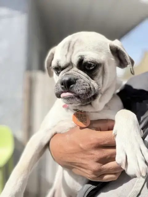 Milo photo 4