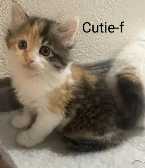 Cutie