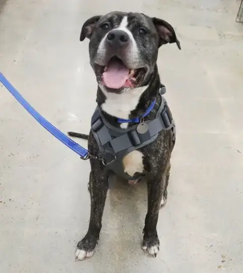 Bruce