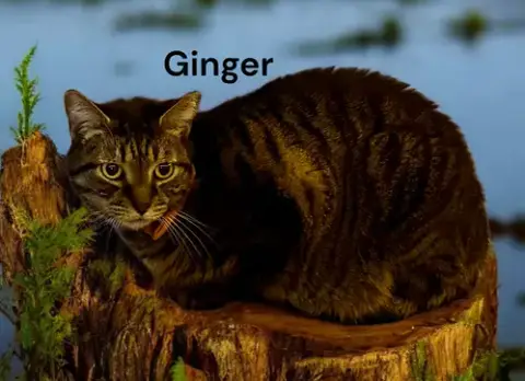 Ginger photo 3