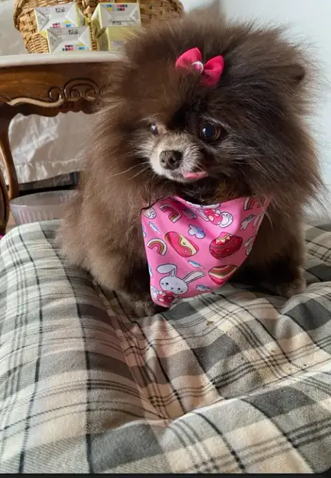 Phoebe