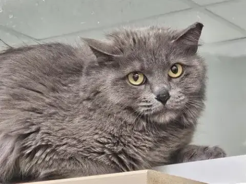 Gato