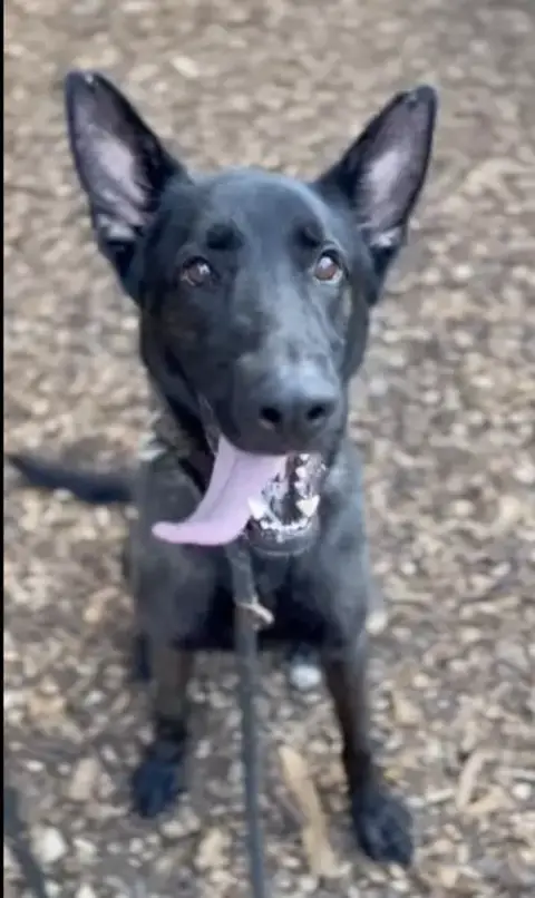 Ruger