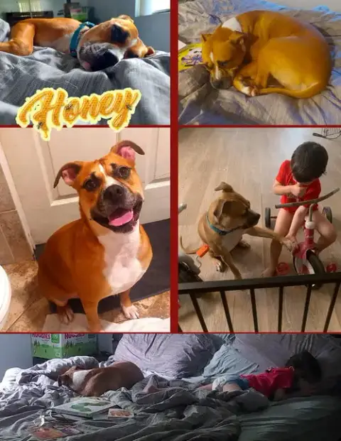 Honey