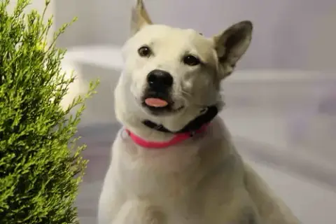 Paloma photo 2