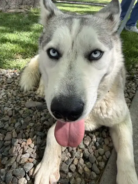 Indigo photo 3