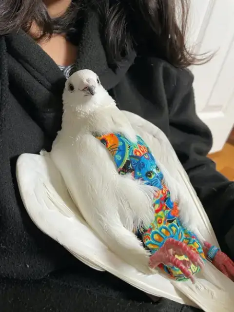 Nilla W/Luigi photo 3