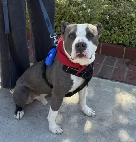 Rupert photo 3