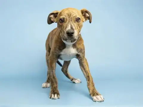 Nacho
