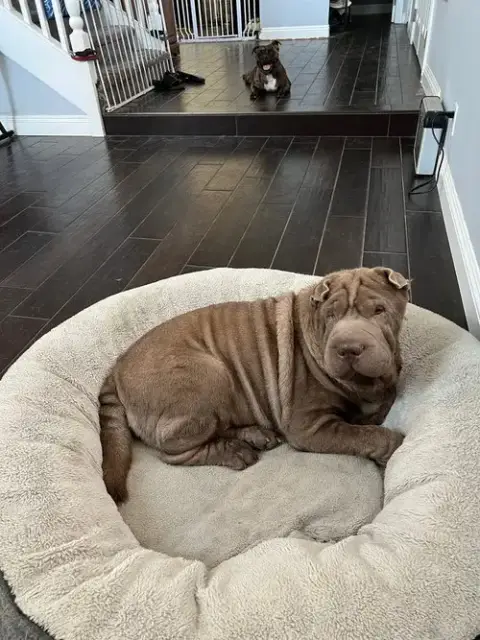 Pei Pei