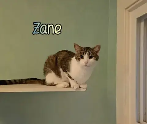 Zane photo 3