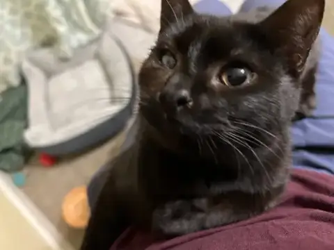 Mad Eye Meowdy photo 2
