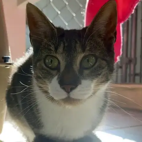Poppette photo 2