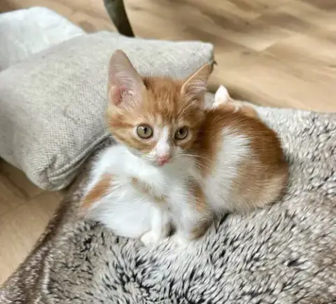 Orange Kitties photo 3