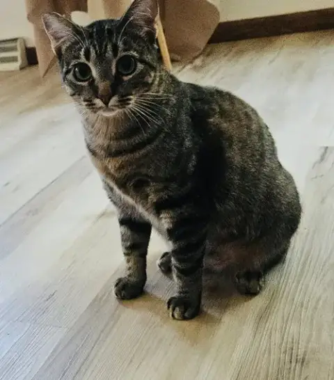 Duchess