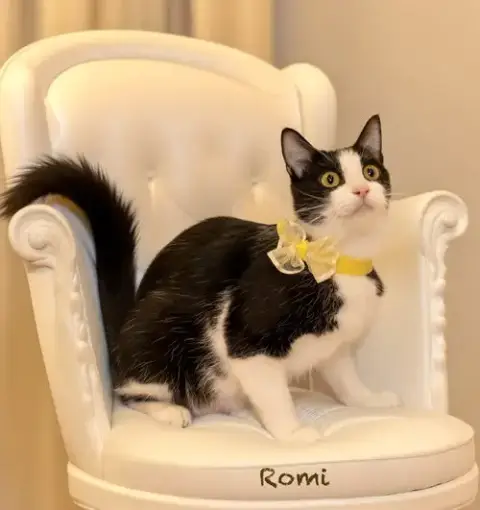 Romi