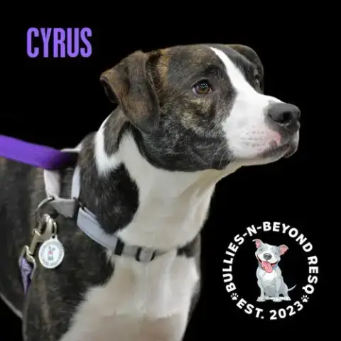 Cyrus photo 4