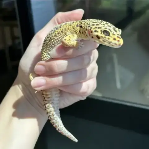 Leo