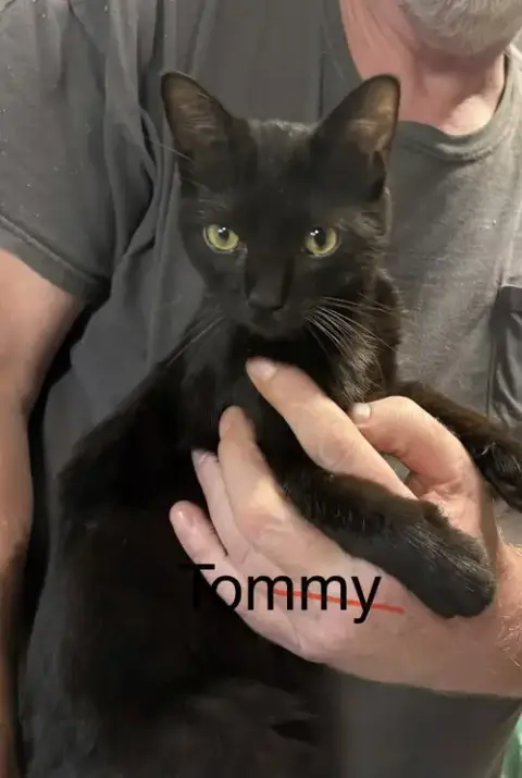 Tommy