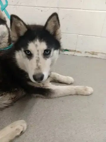 Heidi
