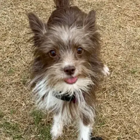 Braxton
