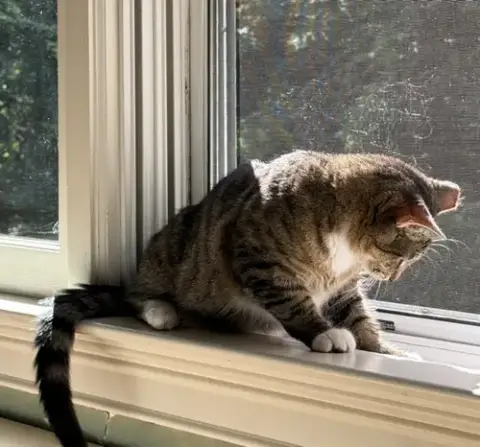 Mochi **Courtesy Post photo 3