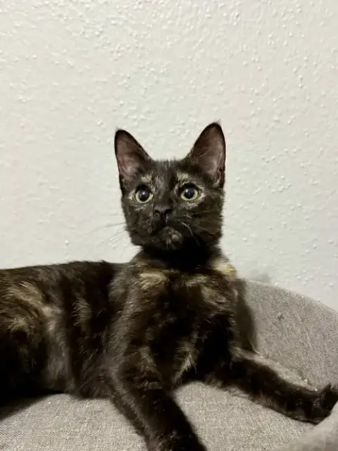 Josie photo 3