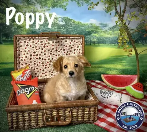 Poppy photo 2