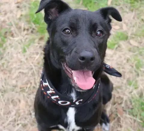 Roxie photo 2