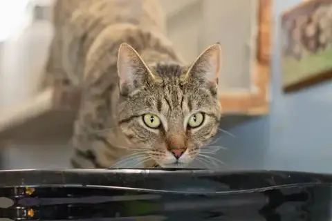 Oscar photo 4
