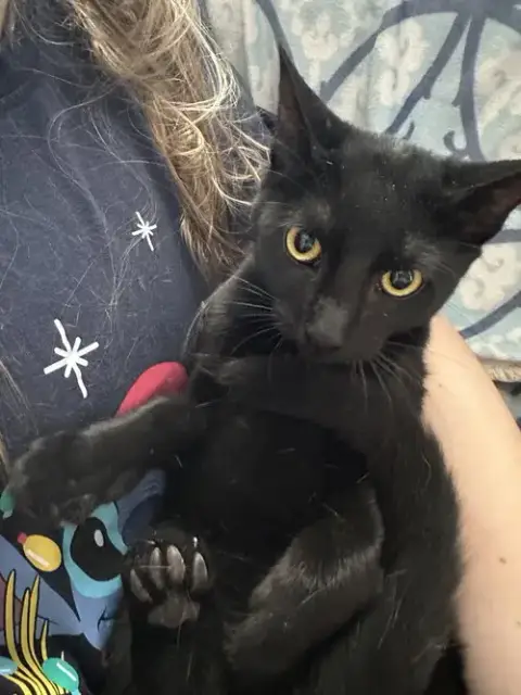 Mia Kitten photo 2