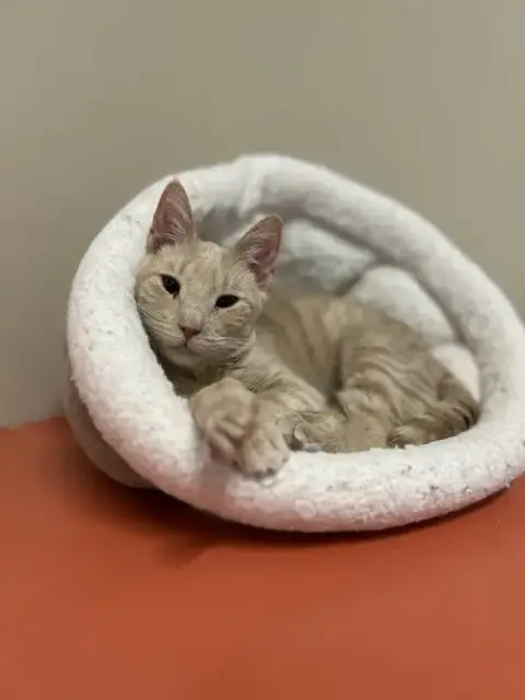 Milo photo 4
