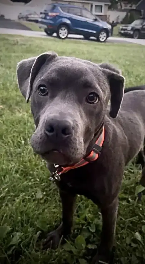 Diesel