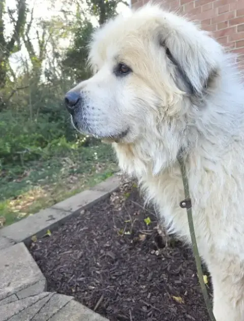 Thor photo 4
