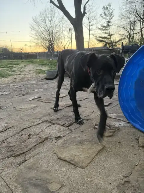 Hank photo 2