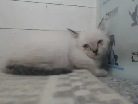 *Suki