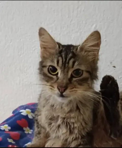 Luca